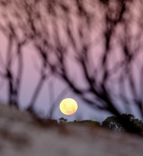 Full moon rising over Coastal dunes through vegetation - Australian Stock Image