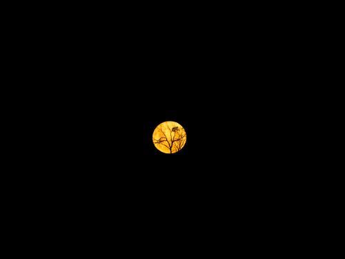 Full moon with trees silhouetted - Australian Stock Image