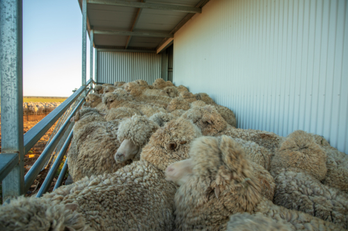 Full wool merino sheep on a ramp up into a shearing shed - Australian Stock Image