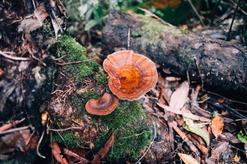 Fungi growing on fallen log in Mossman Gorge - Australian Stock Image