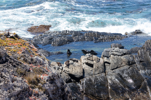 Fur Seals Resting and Swimming in Rock Pool at Admirals Arch, Kangaroo Island - Australian Stock Image
