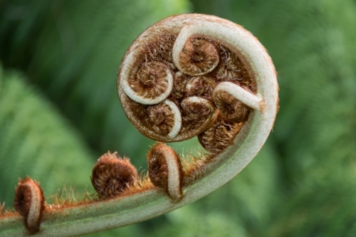 Furled fern frond - Australian Stock Image