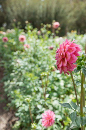 Fushia Dahlias in a sunny garden - Australian Stock Image