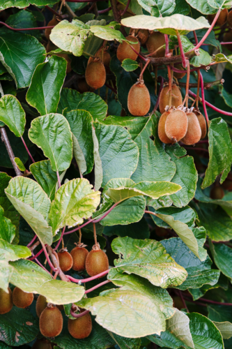 Fuzzy brown kiwi fruits hanging in clusters - Australian Stock Image