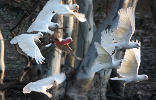Galah and Little Corella flying over outback waterhole - Australian Stock Image