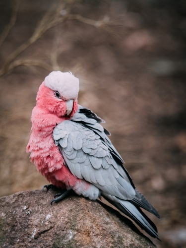 Galah perched on a stone - Australian Stock Image