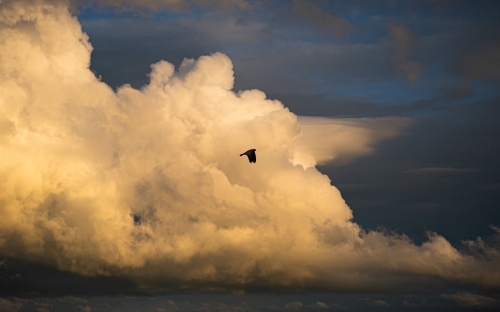 Galah silhouette on storm cloud - Australian Stock Image