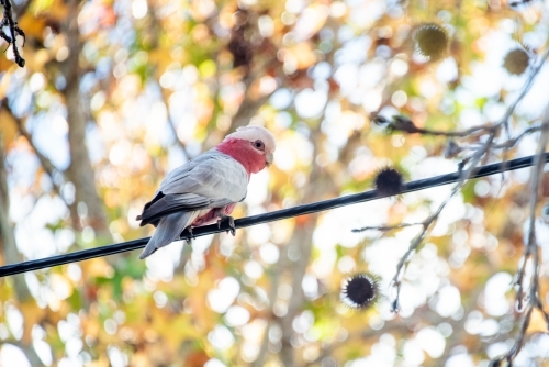 Galah sits on powerlines surrounded by autumn colours.
