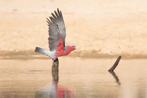Galah Taking Off After Drink - Australian Stock Image