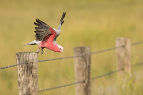 Galah Taking Off from Fence Post