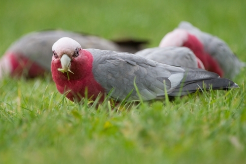Galahs Feeding on the Ground - Australian Stock Image