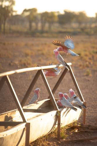 Galahs flying in to a trough to drink - Australian Stock Image