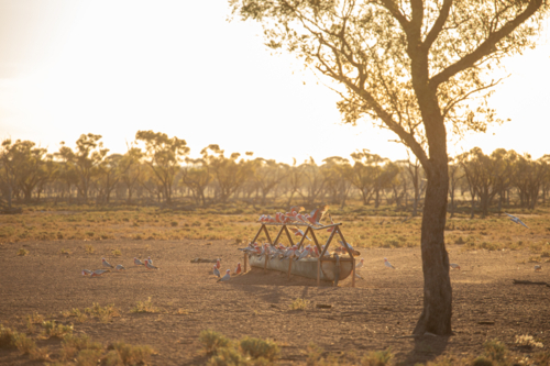 Galahs flying in to a trough to drink in the evening - Australian Stock Image
