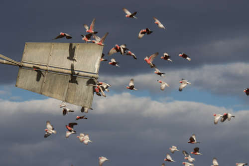 Galahs flying past a windmill tail - Australian Stock Image