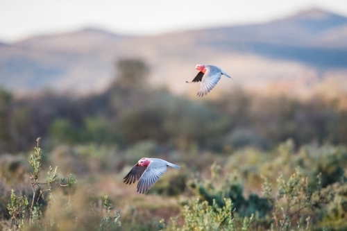 Galahs in flight - Australian Stock Image