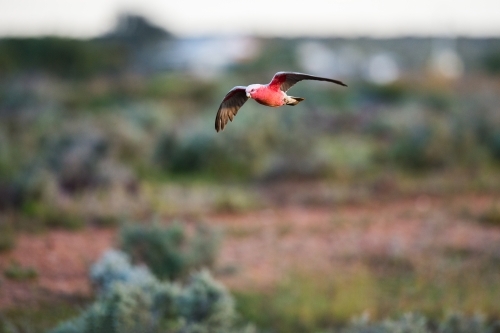 Galahs in flight - Australian Stock Image