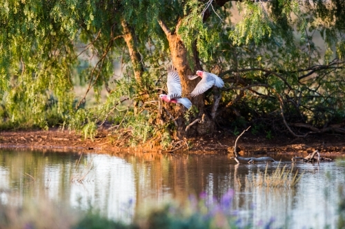 Galahs in flight - Australian Stock Image