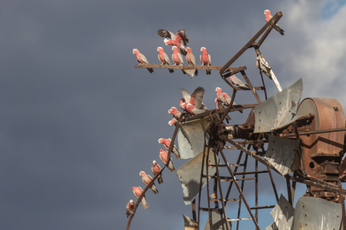 Galahs on a damaged windmill head - Australian Stock Image