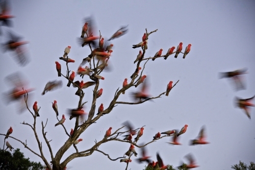 Galahs.  On the move.