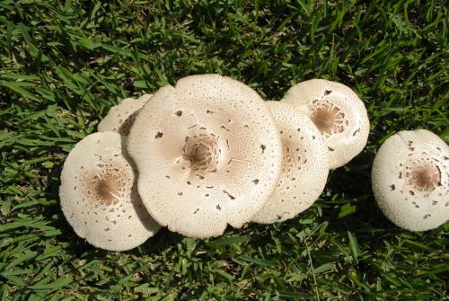 Garden fungi (Chlorophyllum molybdites) - Australian Stock Image