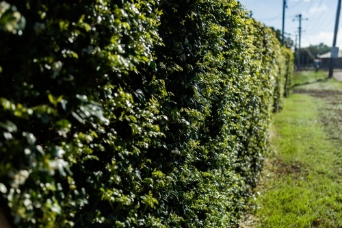 Garden hedge on a home fence line - Australian Stock Image