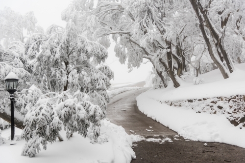 garden in the snow - Australian Stock Image