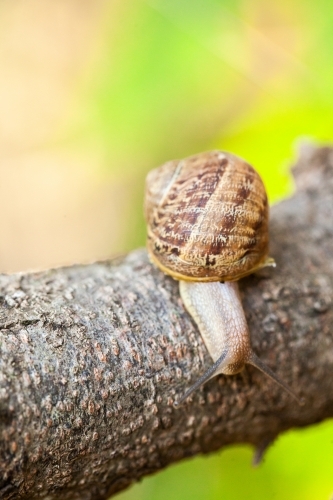 Garden snail on a tree branch - Australian Stock Image