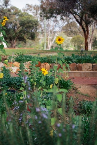 Garden with lavender and sunflowers - Australian Stock Image