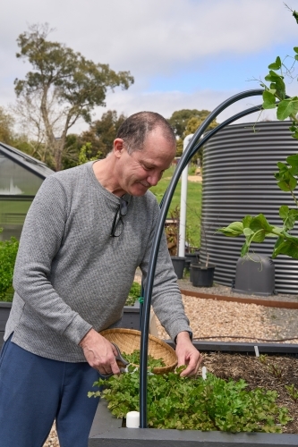 Gardener harvesting coriander from raised garden beds - Australian Stock Image