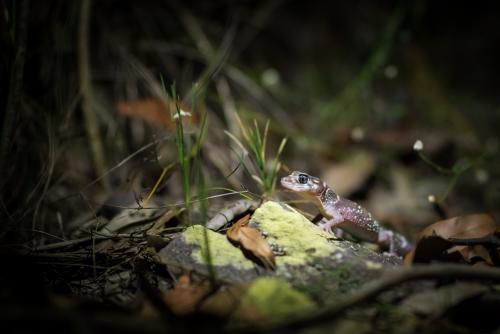 Gecko in the wild shot at night - Australian Stock Image