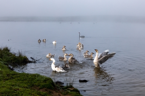 Geese and swans in dam on foggy morning