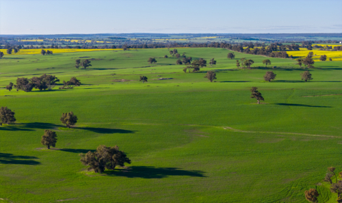 gently undulating green farmland dotted with gum trees - Australian Stock Image
