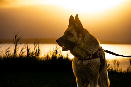 German Shepherd - Australian Stock Image