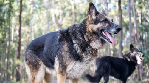 German Shepherd dog close up - Australian Stock Image