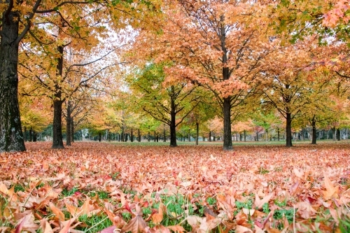 Getting low while the ground is covered by orange autumn leaves - Australian Stock Image