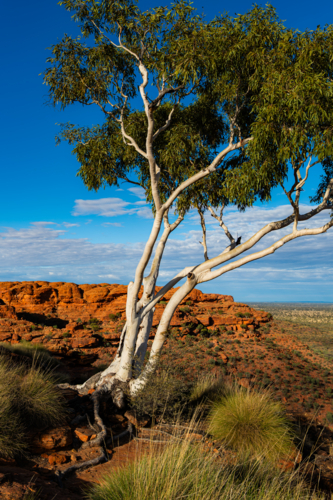 Ghost Gum in red rock outback landscape - Australian Stock Image