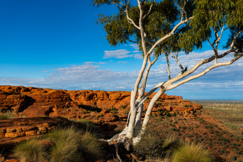 Ghost Gum in red rock outback landscape - Australian Stock Image