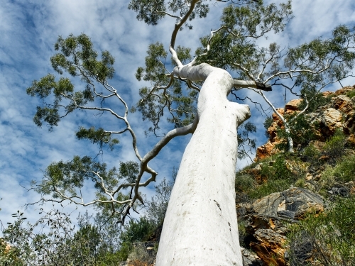 ghost gum in the West MacDonnell ranges - Australian Stock Image