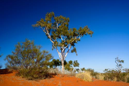 Ghost gum on reddish orange desert sand dune with blue sky - Australian Stock Image