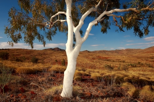 Lone ghost gum tree and spinifex grass in outback Northern Territory