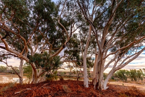 Ghost Gums - Australian Stock Image