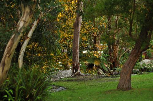 Giant swing in the bush - Australian Stock Image