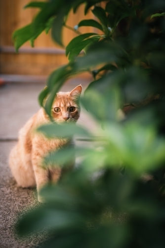 Ginger cat peeping through leaves - Australian Stock Image