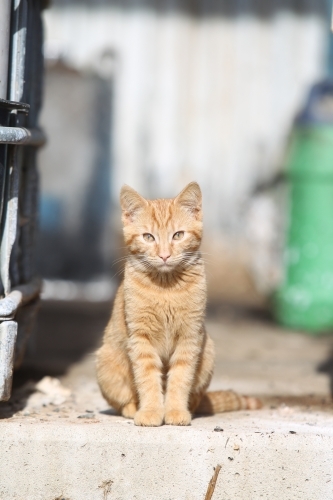Ginger cat sitting on concrete ground - Australian Stock Image