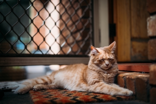 Ginger cat sleeping on a door mat - Australian Stock Image