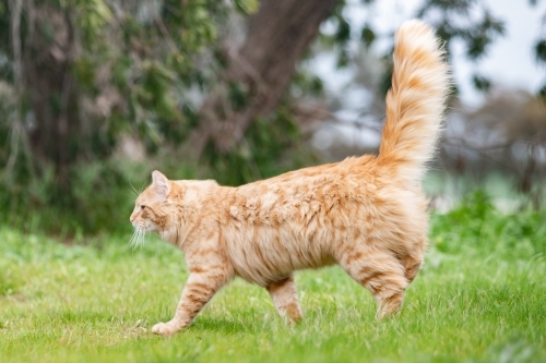 Ginger fluffy cat confidently walking outdoors - Australian Stock Image