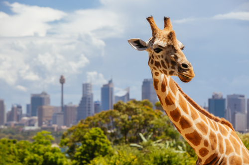 Giraffe at Taronga zoo overlooking Sydney harbour and skyline on a clear summer's day in Sydney - Australian Stock Image