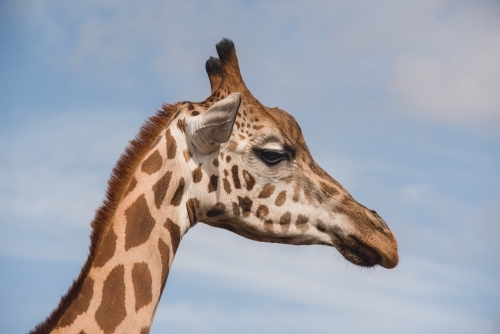 Giraffe close up, side view