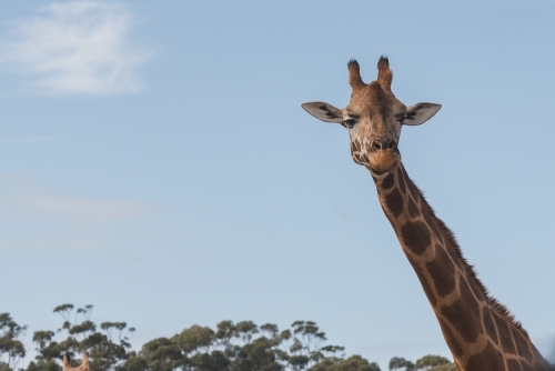 Giraffe with its long neck in bright blue sky background - Australian Stock Image