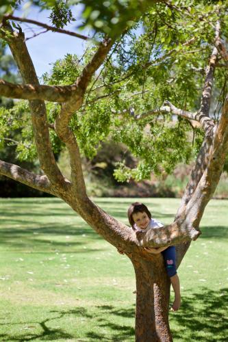 Girl climbing a tree in a park
